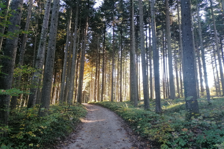 Zakaj hodim vedno po isti poti v gozdu